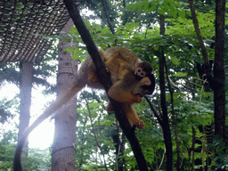 Squirrel monkey with young in the Apenheul zoo