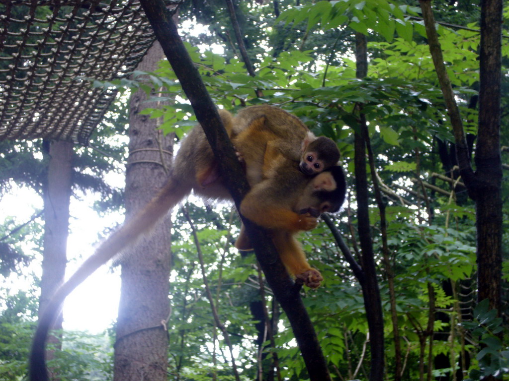 Squirrel monkey with young in the Apenheul zoo