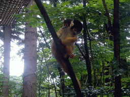 Squirrel monkey with young in the Apenheul zoo