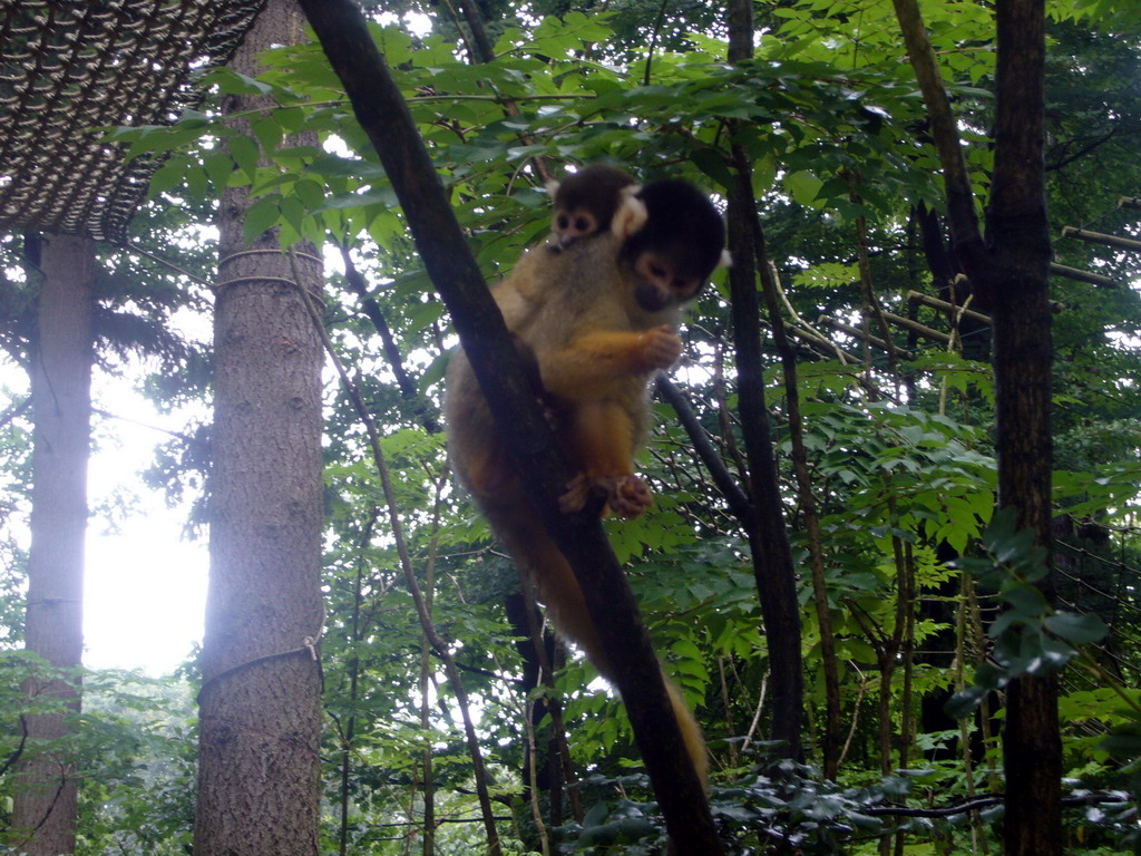 Squirrel monkey with young in the Apenheul zoo
