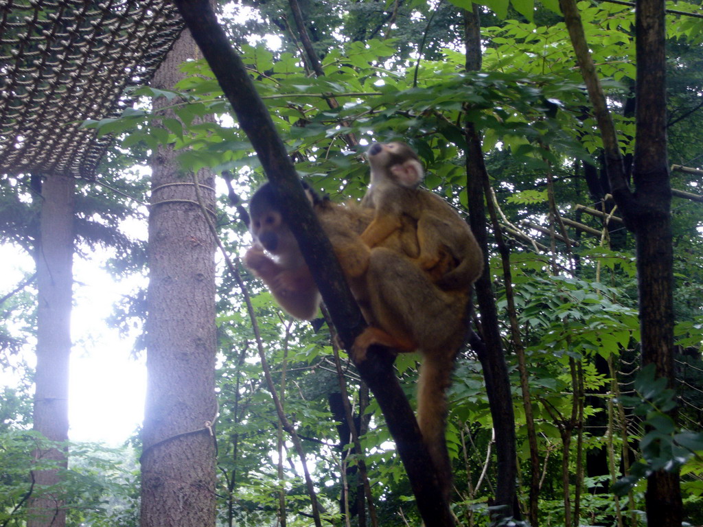 Squirrel monkey with young in the Apenheul zoo