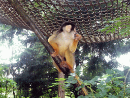 Squirrel monkey in the Apenheul zoo