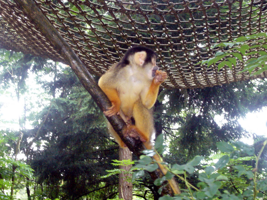 Squirrel monkey in the Apenheul zoo