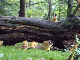 Squirrel monkeys with young in the Apenheul zoo