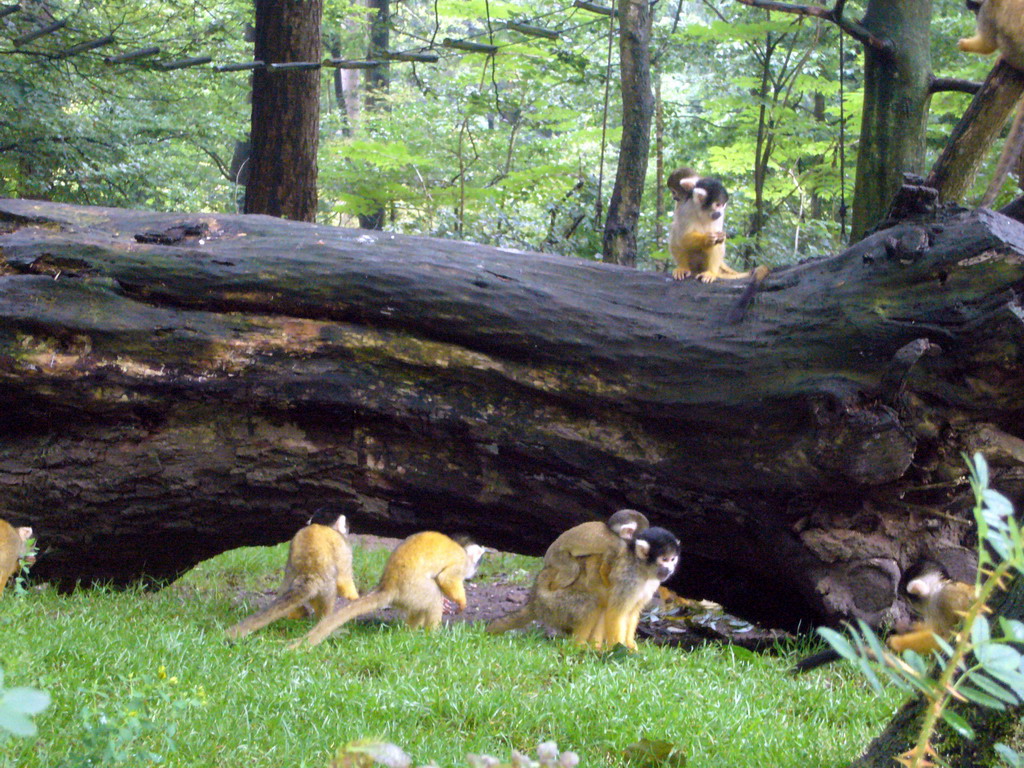 Squirrel monkeys with young in the Apenheul zoo