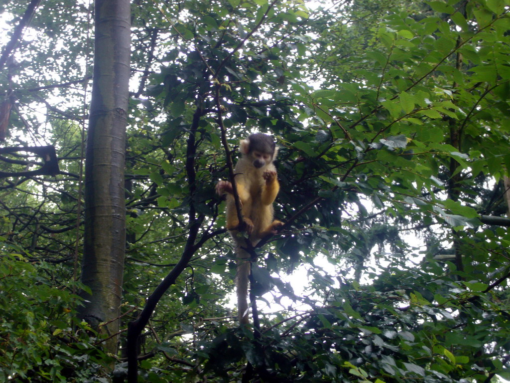 Squirrel monkey in the Apenheul zoo