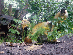 Squirrel monkeys in the Apenheul zoo