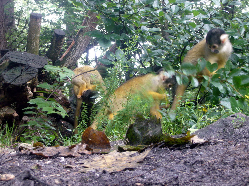 Squirrel monkeys in the Apenheul zoo