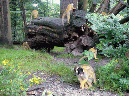 Squirrel monkeys with young in the Apenheul zoo