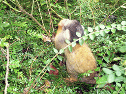 Squirrel monkey in the Apenheul zoo