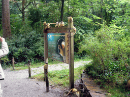 Squirrel monkeys on a sign in the Apenheul zoo