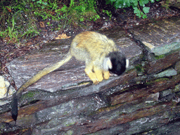 Squirrel monkey in the Apenheul zoo