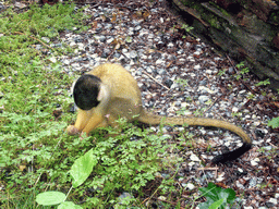 Squirrel monkey in the Apenheul zoo