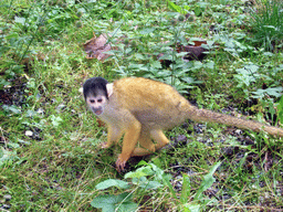 Squirrel monkey in the Apenheul zoo