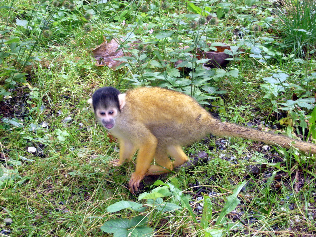 Squirrel monkey in the Apenheul zoo