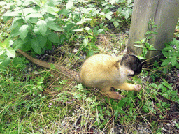 Squirrel monkey in the Apenheul zoo