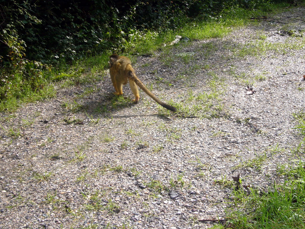 Squirrel monkey with young in the Apenheul zoo