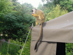 Squirrel monkey in the Apenheul zoo