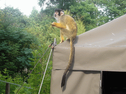 Squirrel monkey in the Apenheul zoo