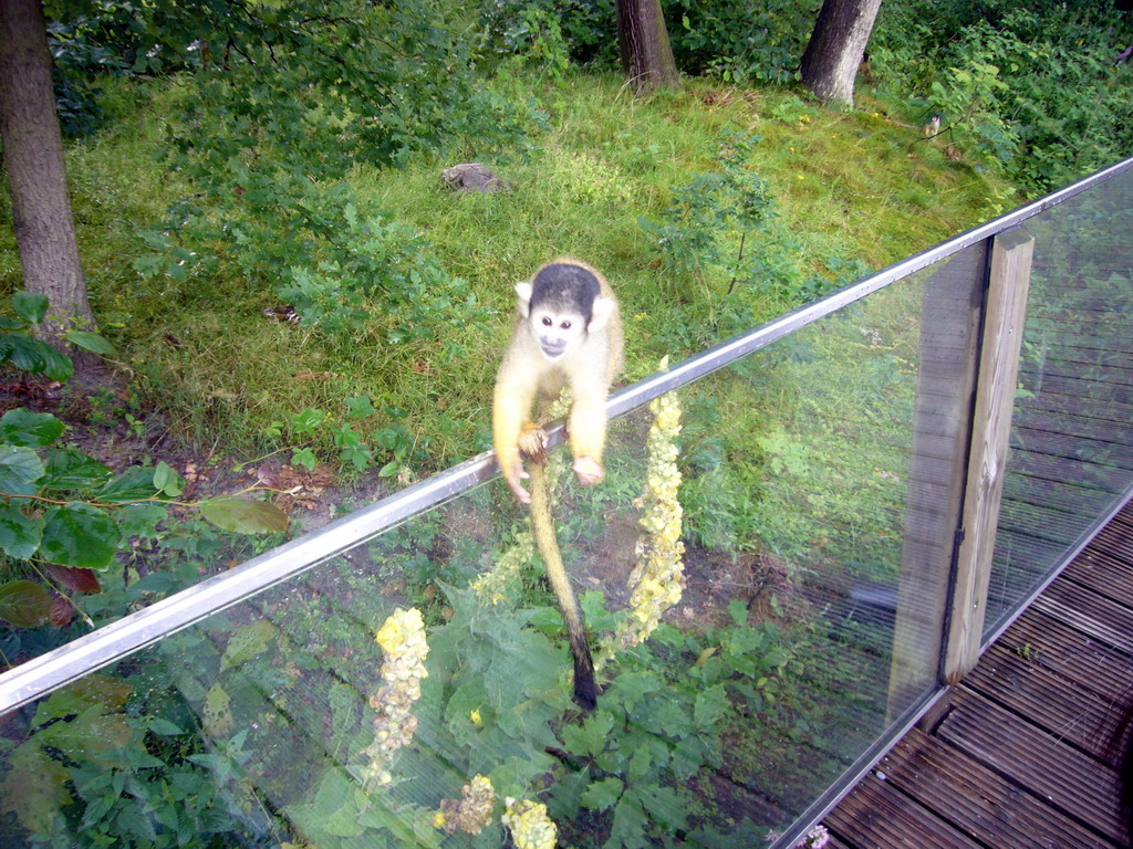 Squirrel monkey in the Apenheul zoo