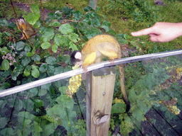 Squirrel monkey in the Apenheul zoo