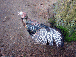 Turkey in the Apenheul zoo