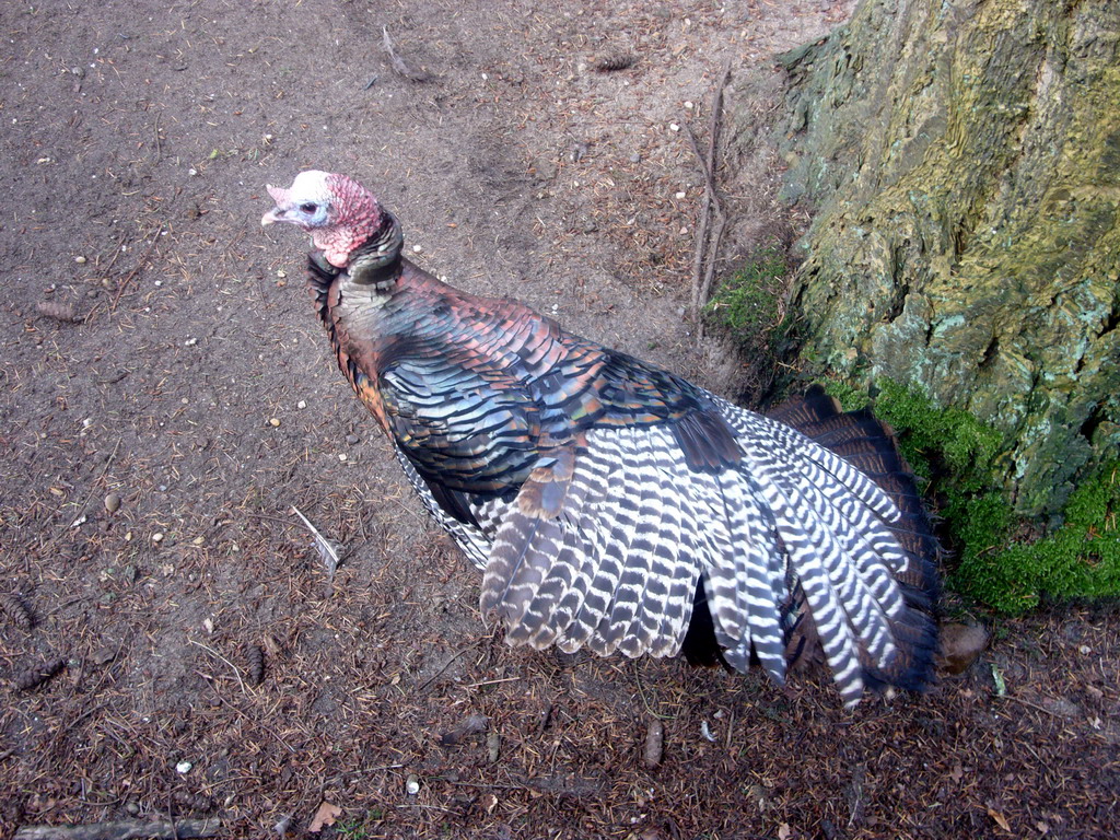 Turkey in the Apenheul zoo