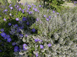 Flowers at the entrance to Het Loo Palace