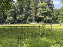 Horses at the west side of the road from the Palace Garden to the Stallenplein square at Het Loo Palace