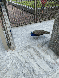 Peacock near the entrance to Het Loo Palace