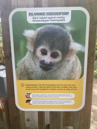 Explanation on the Black-capped Squirrel Monkey at the Apenheul zoo