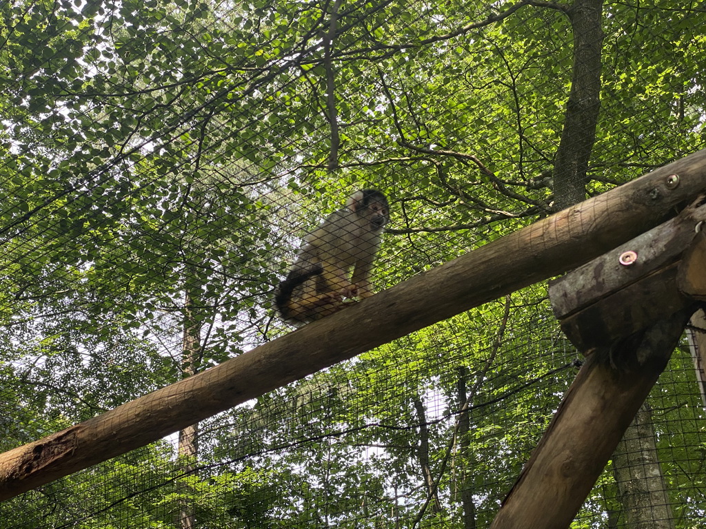 Black-capped Squirrel Monkey at the Apenheul zoo