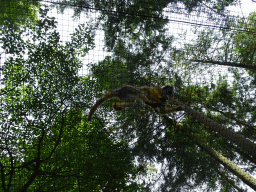 Black-capped Squirrel Monkey at the Apenheul zoo