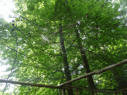 Tree with Black-capped Squirrel Monkeys at the Apenheul zoo