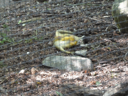 Black-capped Squirrel Monkeys at the Apenheul zoo