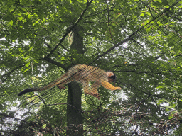 Black-capped Squirrel Monkey at the Apenheul zoo
