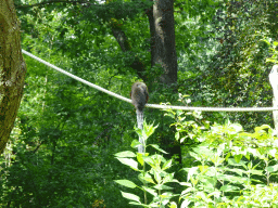 Coppery Titi at the Apenheul zoo