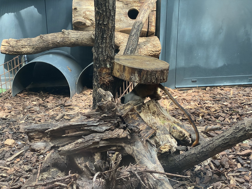 Pied Tamarin at the Apenheul zoo