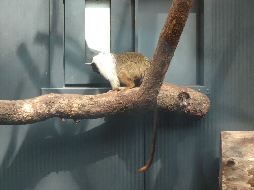 Pied Tamarin at the Apenheul zoo