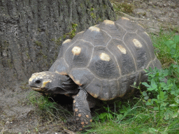 Tortoise at the Apenheul zoo