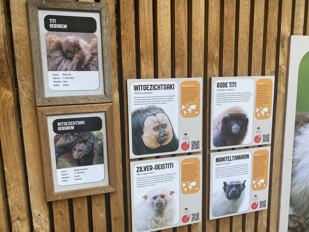 Explanation on the White-faced Saki, Coppery Titi, Silvery Marmoset and Pied Tamarin at the Apenheul zoo