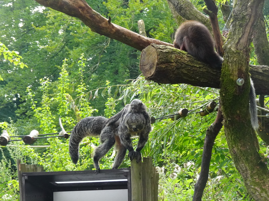 White-faced Sakis and Coppery Titi at the Apenheul zoo
