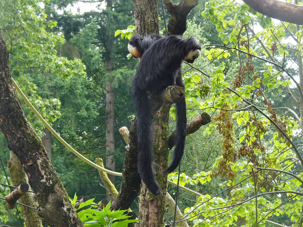 White-faced Sakis at the Apenheul zoo