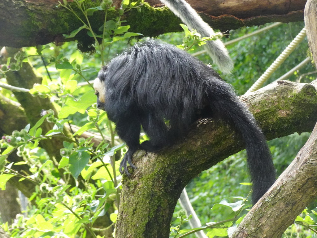 White-faced Saki at the Apenheul zoo