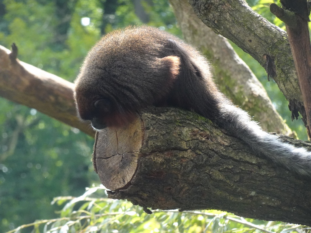 Coppery Titi at the Apenheul zoo