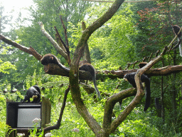 White-faced Sakis and Coppery Titis at the Apenheul zoo