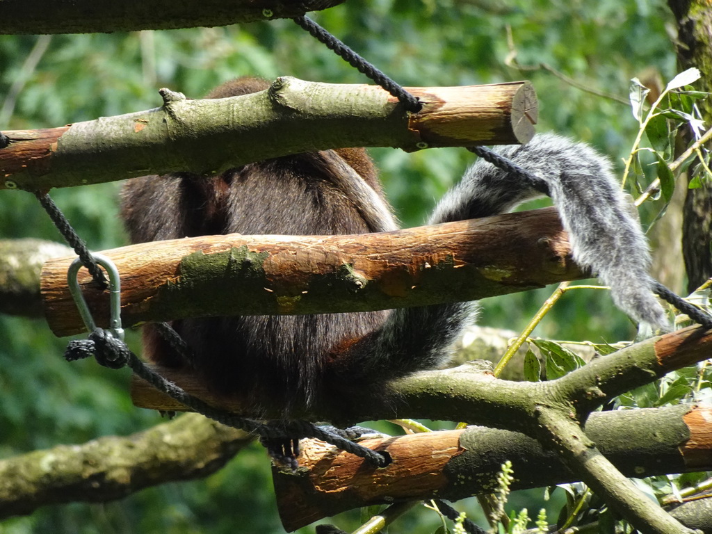 Coppery Titi at the Apenheul zoo