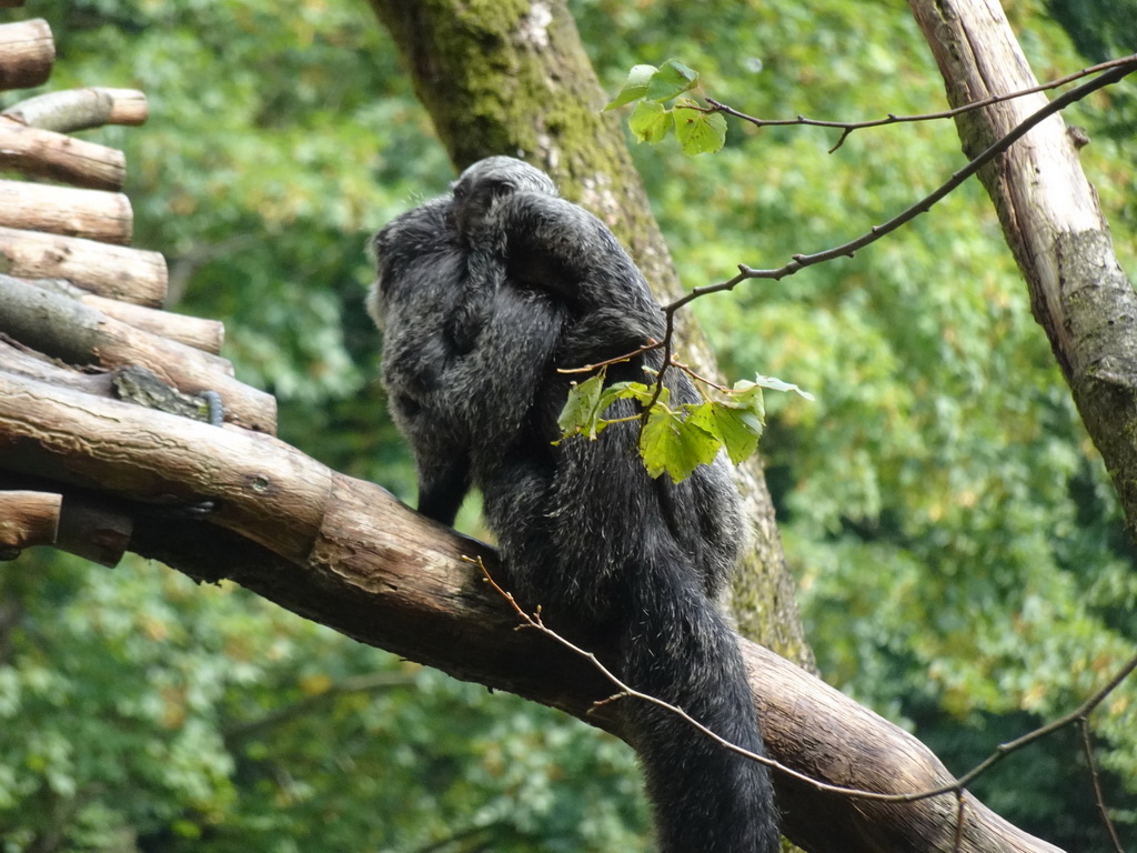 White-faced Sakis at the Apenheul zoo