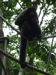 Woolly Monkey at the Apenheul zoo