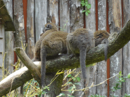 Red-bellied Lemurs at the Apenheul zoo